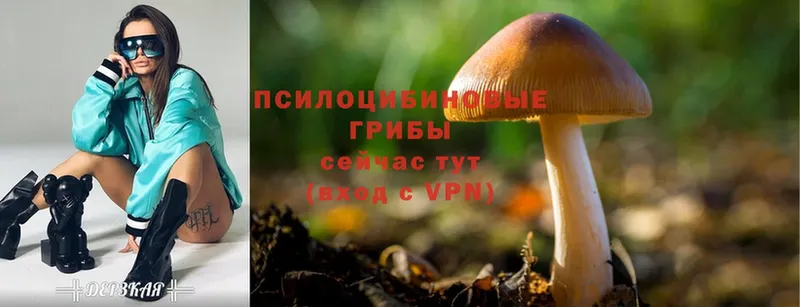 наркошоп  Сланцы  кракен вход  Псилоцибиновые грибы MAGIC MUSHROOMS 